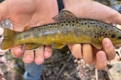 Creek Trout