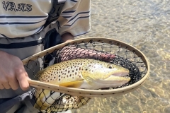 Utah Brown Trout